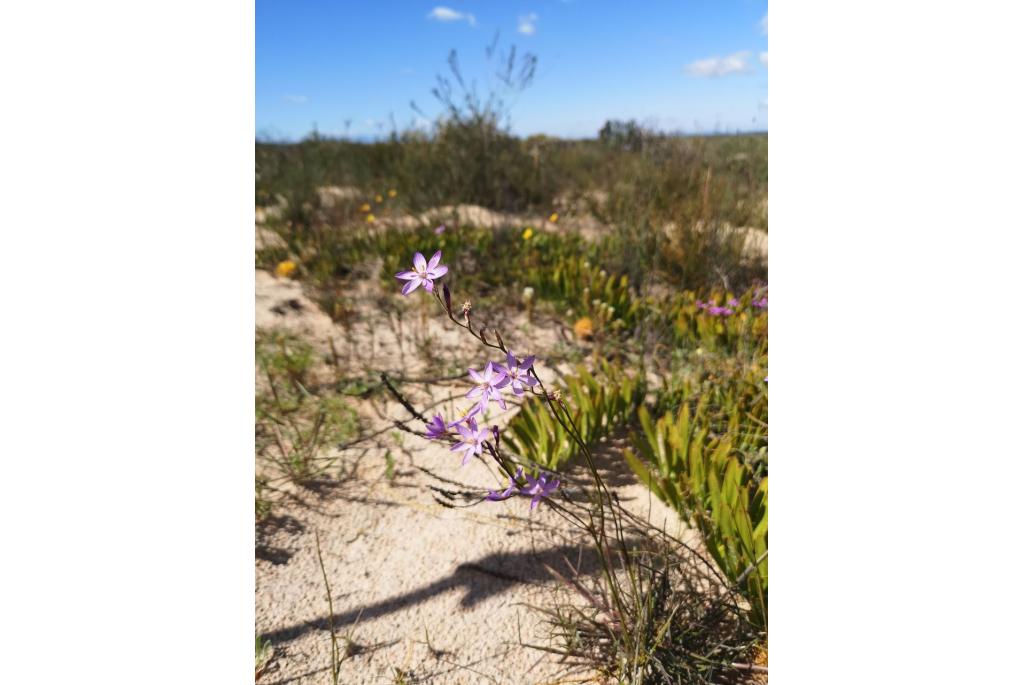 Purper geissorhiza