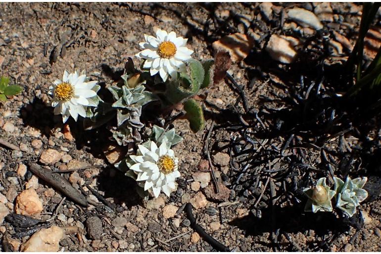 Helichrysum altigenum -11339