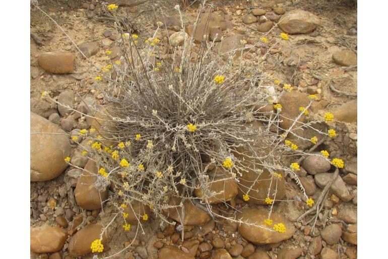 Helichrysum lambertianum -11340