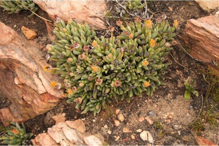 Machairophyllum albidum -11350