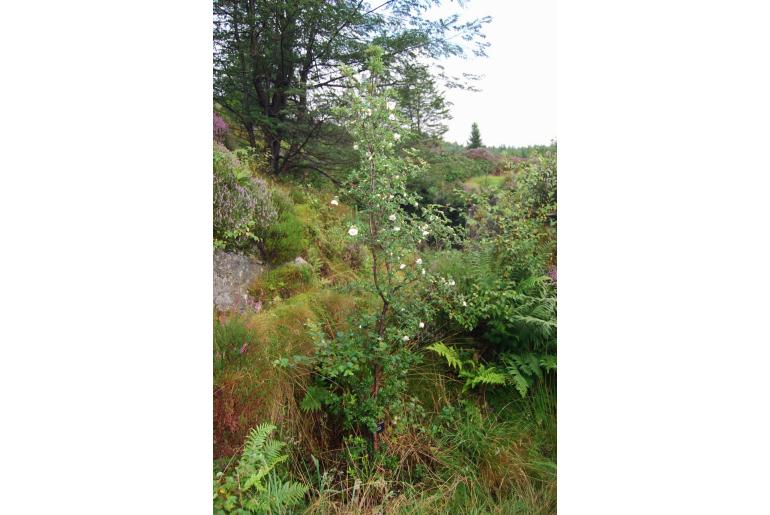 Eucryphia glutinosa -11393