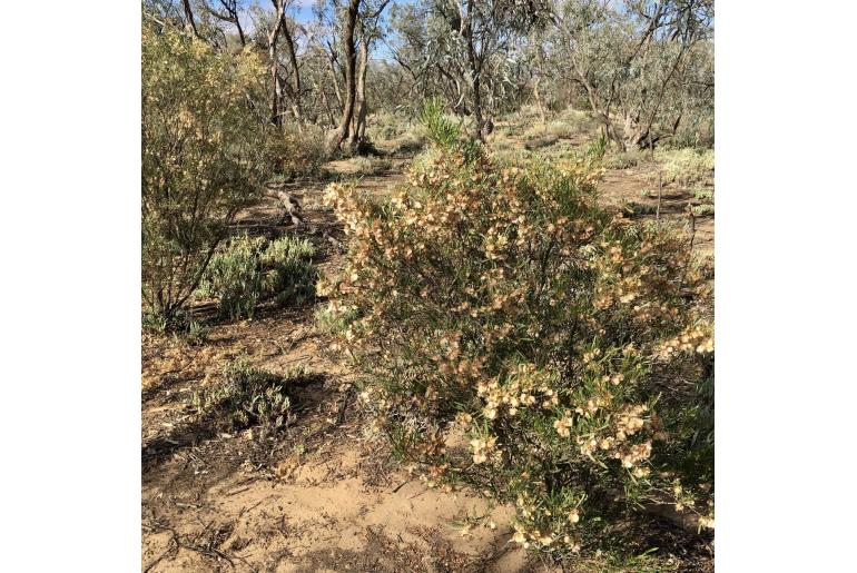 Dodonaea viscosa ssp angustissima -11401