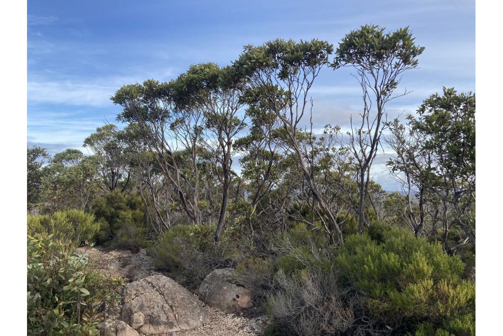 Kamvruchtige Eucalyptus