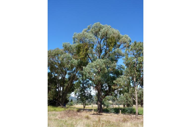 Eucalyptus alligatrix -11408