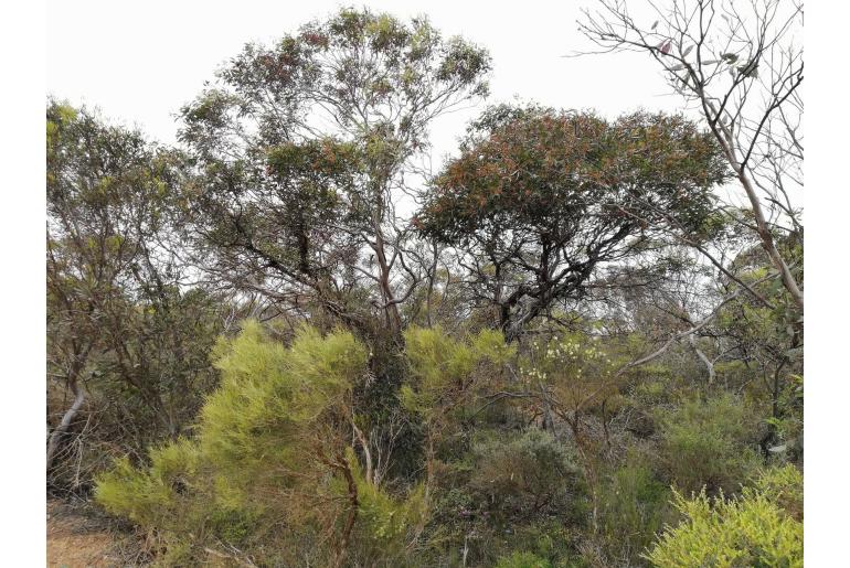 Eucalyptus annulata -11409