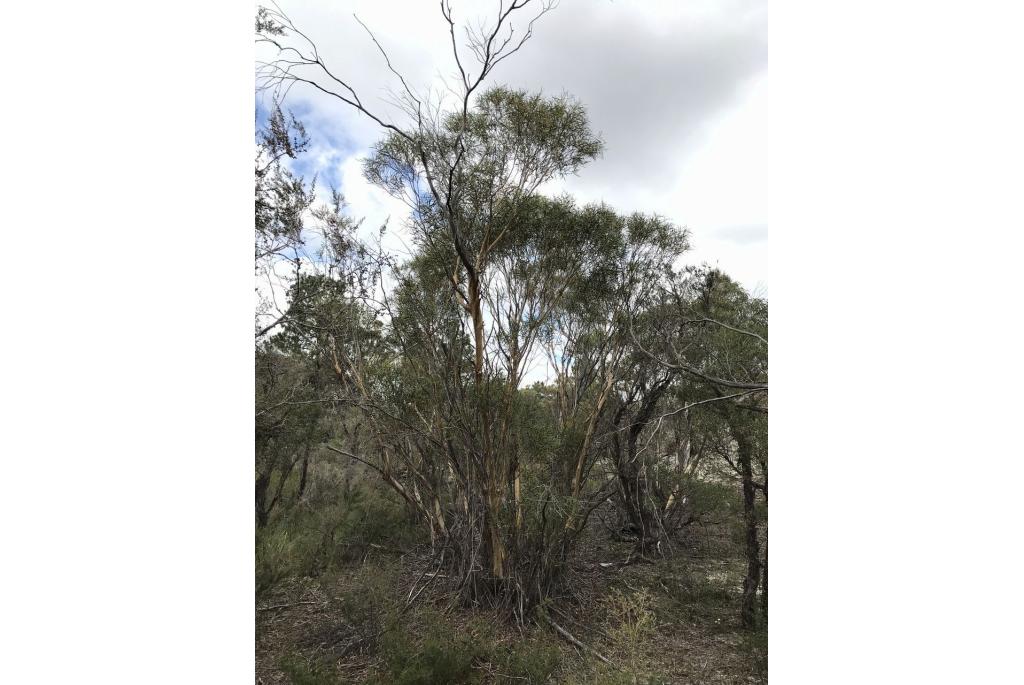 Dunbladige Eucalyptus