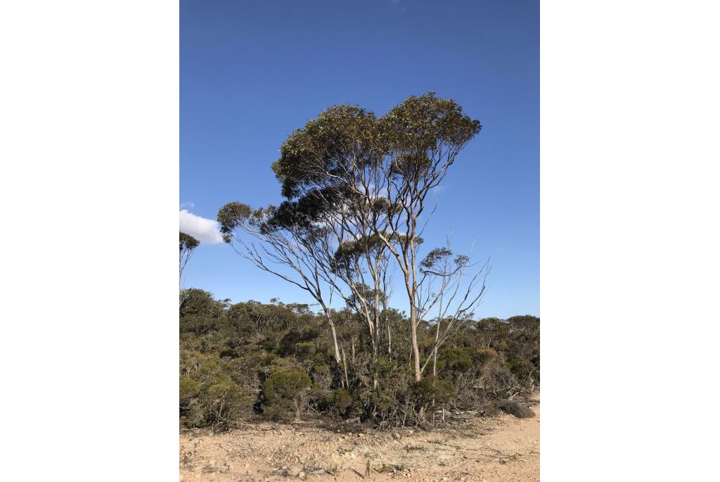 Bruine Eucalyptus