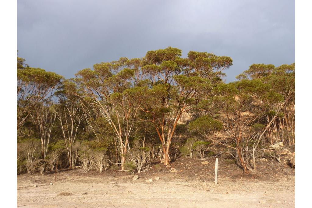 Afgescheiden Eucalyptus