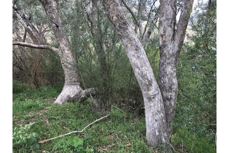 Eucalyptus baueriana -11414