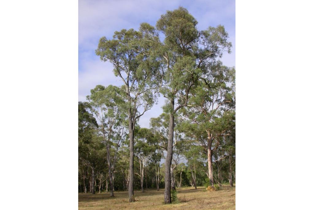 Beyer's Eucalyptus