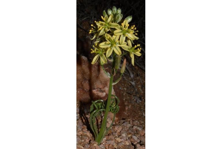 Albuca glandulifera -11416