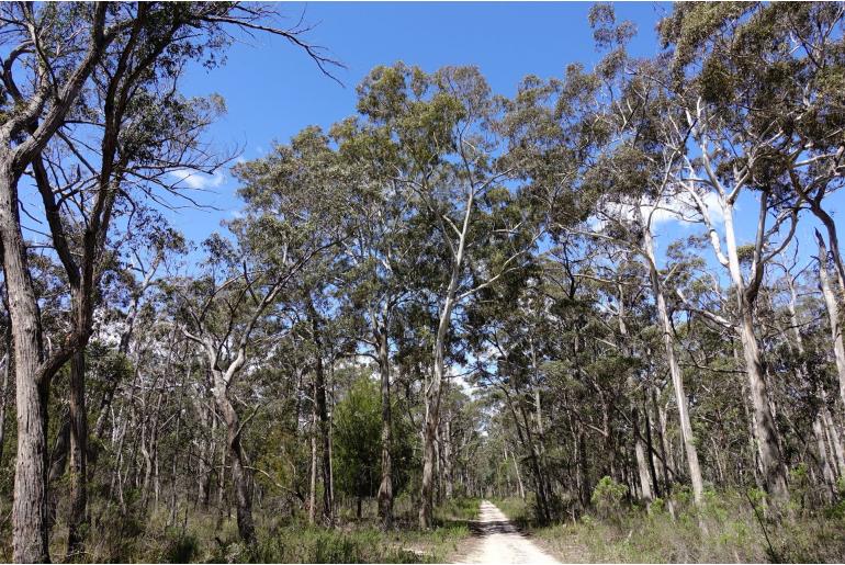 Eucalyptus bosistoana -11417