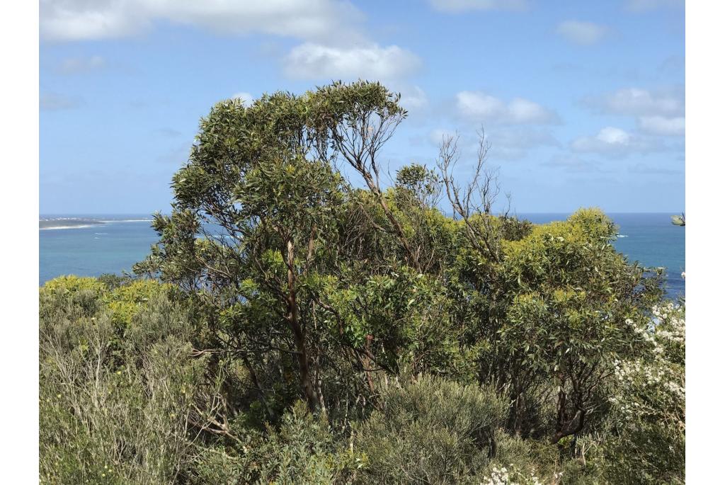 Burdett Eucalyptus