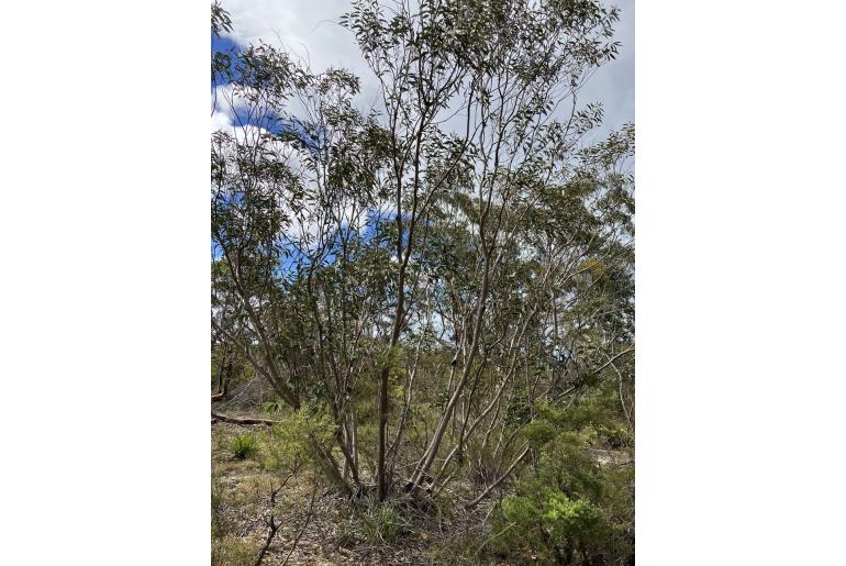 Eucalyptus burgessiana -11420