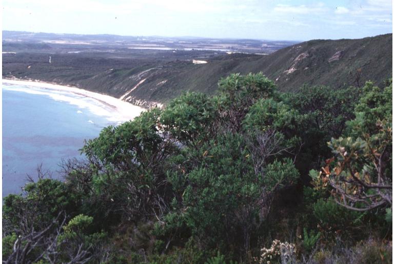 Eucalyptus calcicola -11421