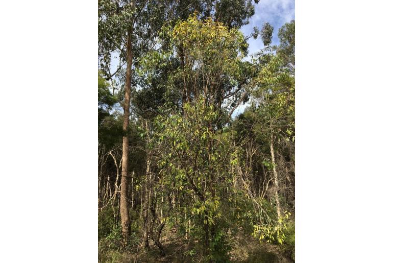 Eucalyptus capitellata -11424