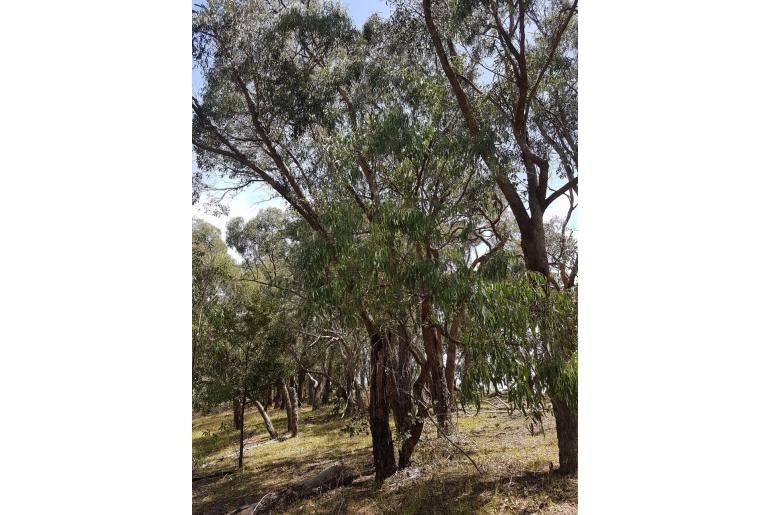 Eucalyptus cephalocarpa -11426