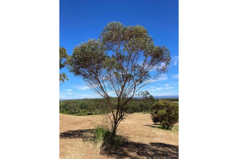 Eucalyptus cernua -11427