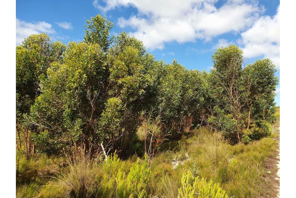 Bald Island Eucalyptus