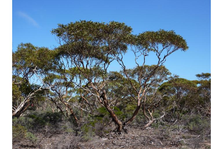 Eucalyptus conglobata -11429