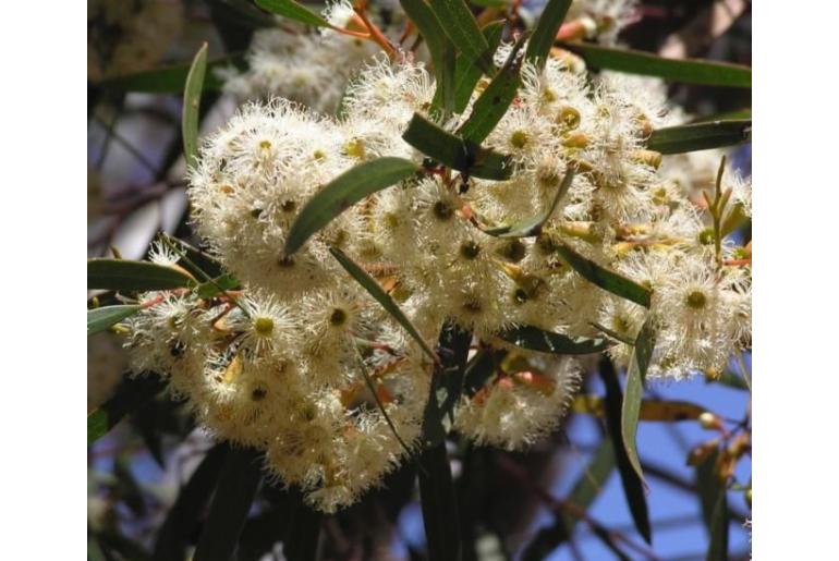 Eucalyptus cylindriflora -11433