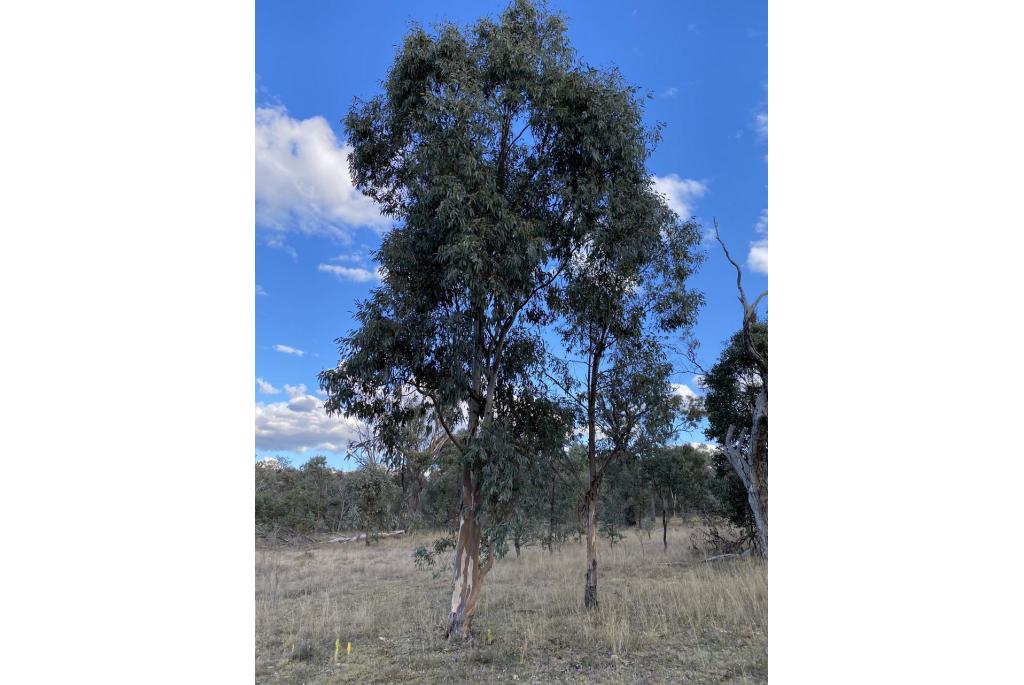 Tumble-down' Eucalyptus