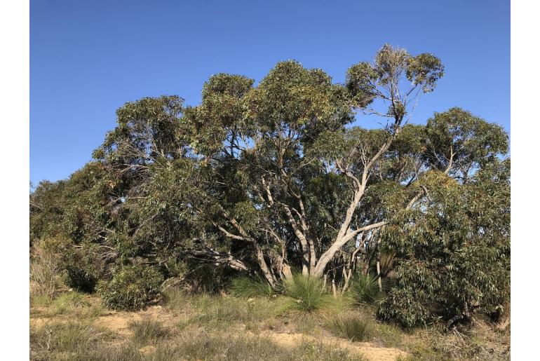 Eucalyptus decipiens -11436