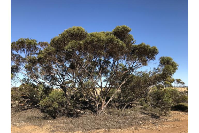 Eucalyptus dissimulata -11439