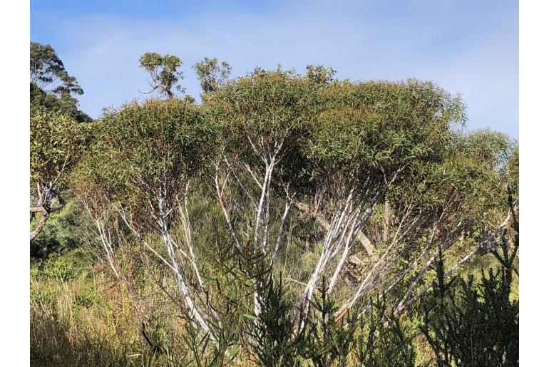 Eucalyptus doratoxylon -11440