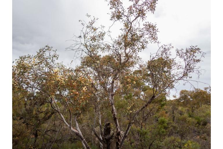 Eucalyptus drummondii -11441