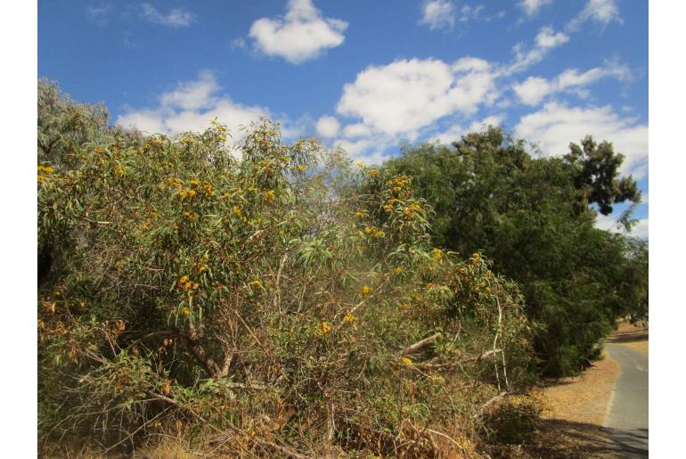 Eucalyptus erythrocorys -11442