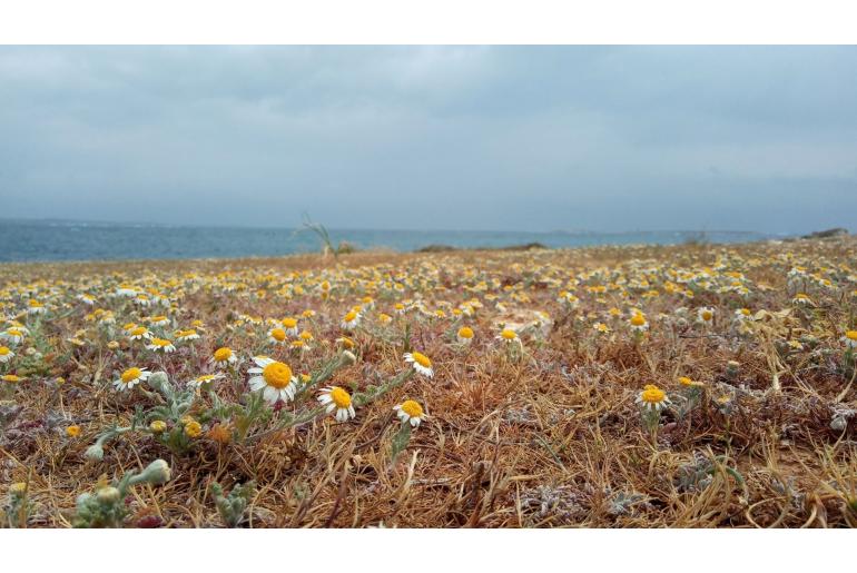 Anthemis tomentosa -11450