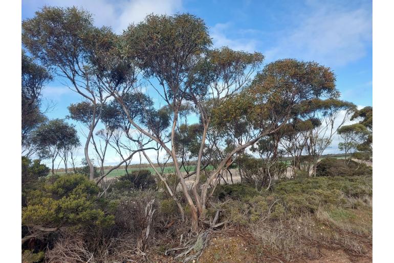 Eucalyptus flocktoniae -11470