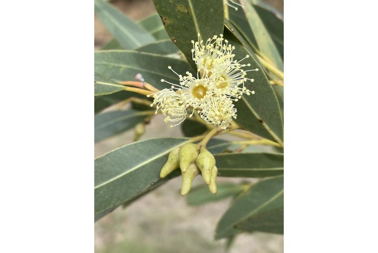 Eucalyptus goniantha ssp goniantha -11472