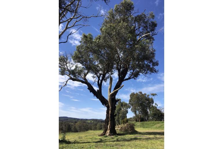 Eucalyptus goniocalyx -11473