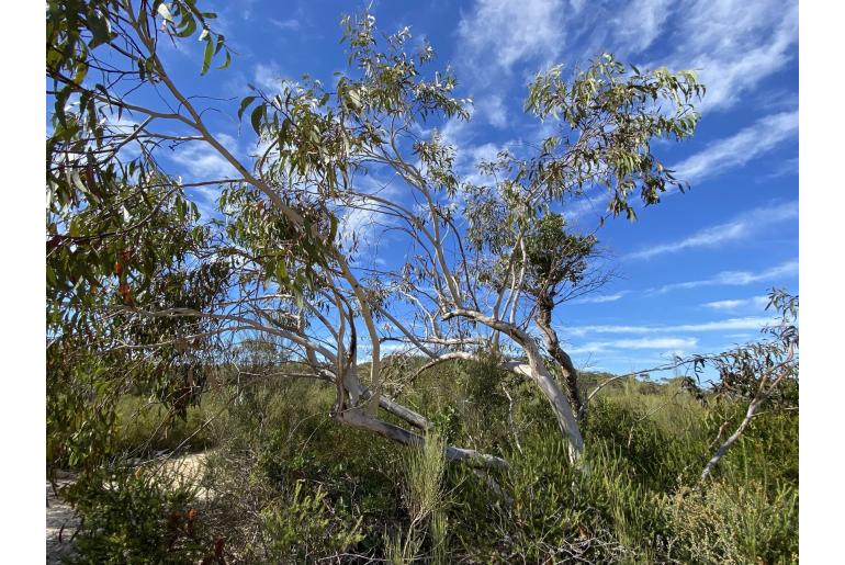 Eucalyptus haemastoma -11474