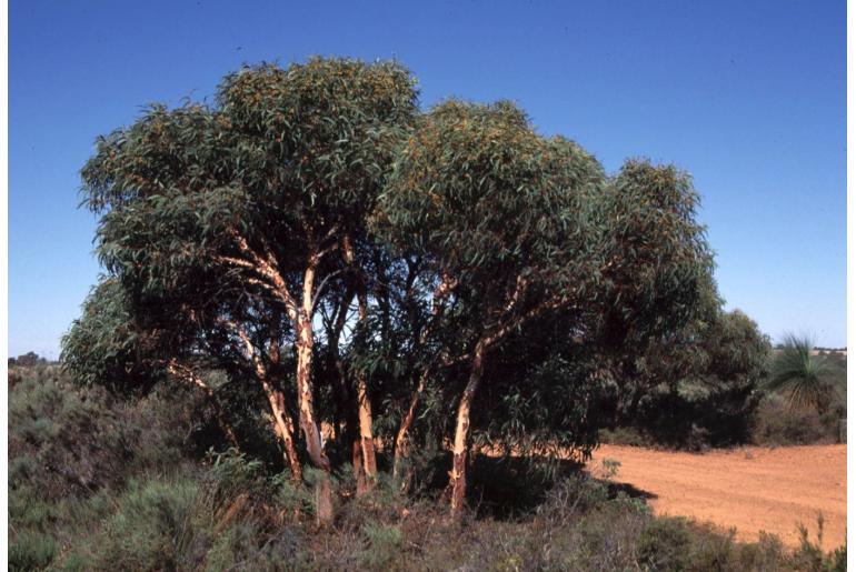 Eucalyptus lane-poolei -11477