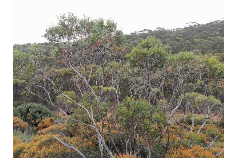 Eucalyptus lehmannii ssp parallela -11479