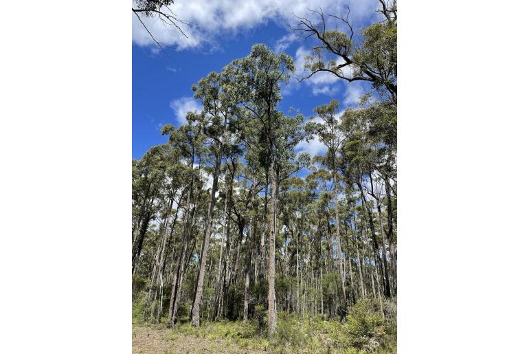 Eucalyptus mackintyi -11482