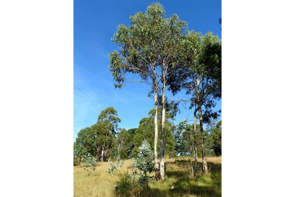 Maiden's Eucalyptus