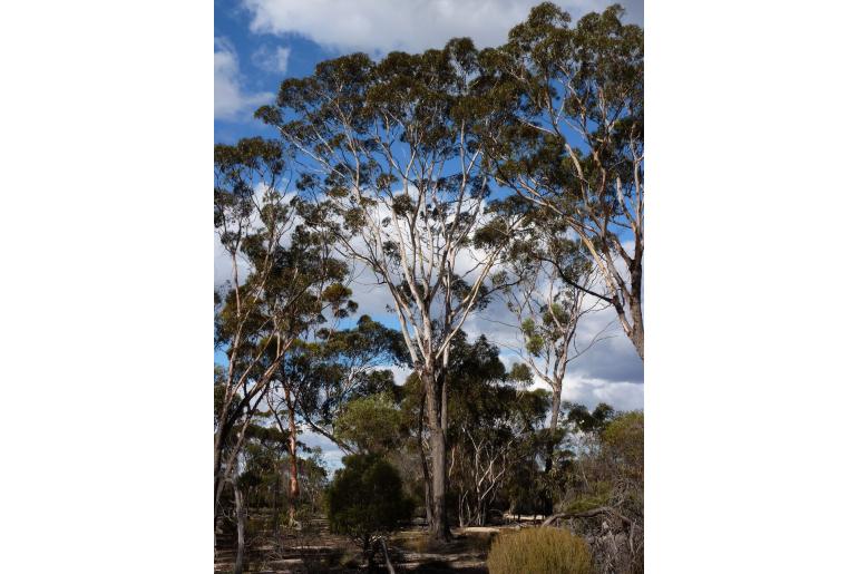 Eucalyptus occidentalis -11489