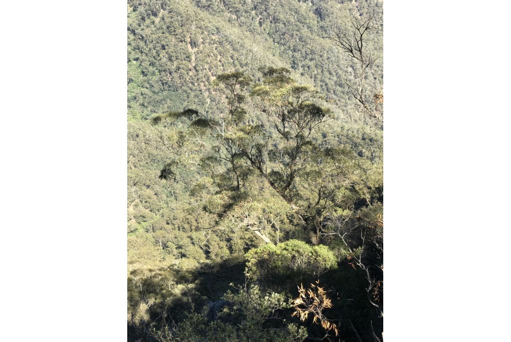 Woila Creek Eucalyptus