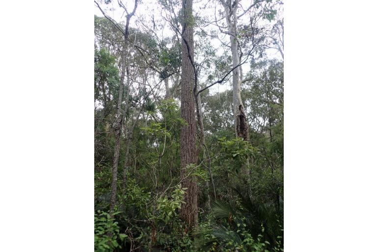 Eucalyptus paniculata -11492