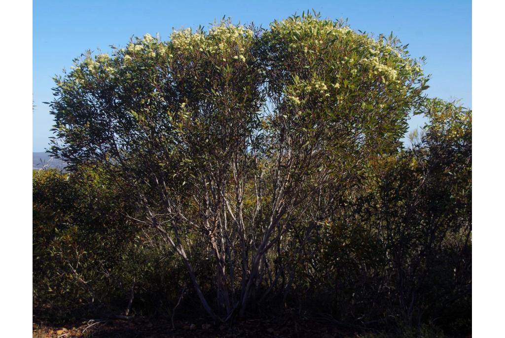 Gewone zuidelijke Eucalyptus