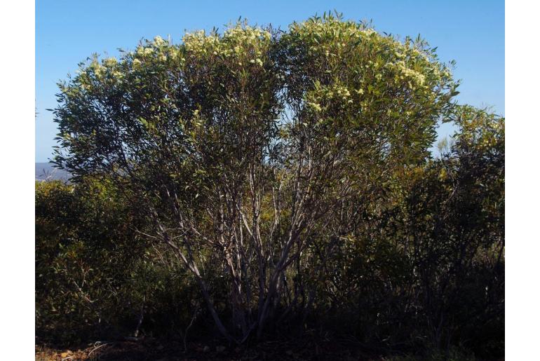 Eucalyptus phaenophylla -11494