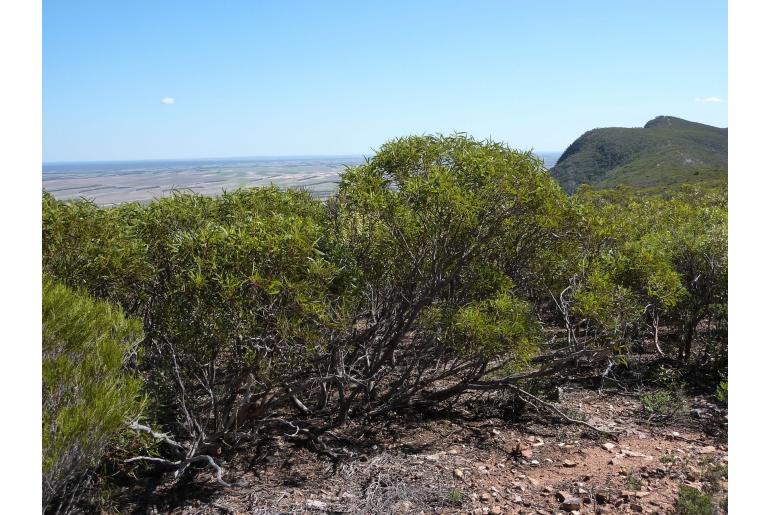 Eucalyptus phenax -11495