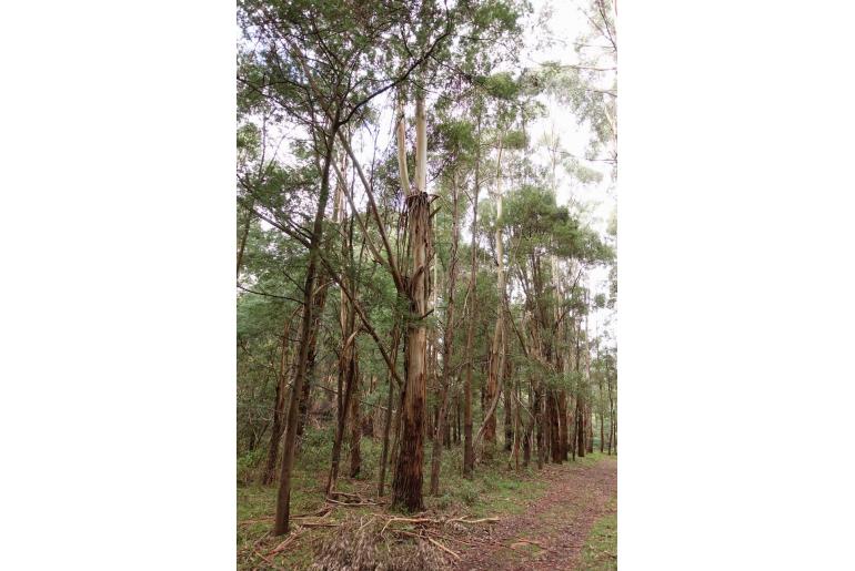 Eucalyptus strzeleckii -11502