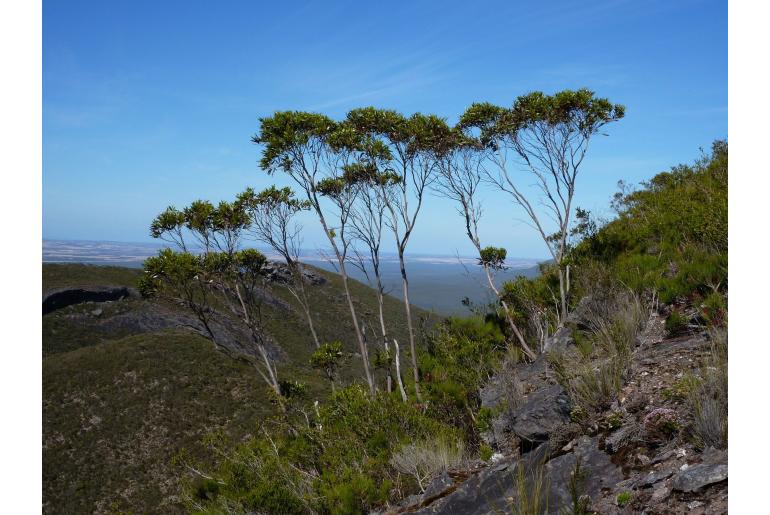 Eucalyptus talyuberlup -11503