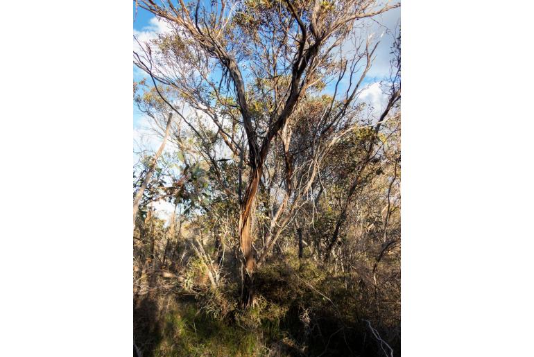 Eucalyptus thamnoides -11504