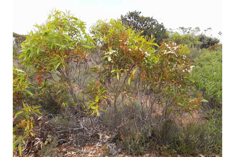 Eucalyptus uncinata -11506